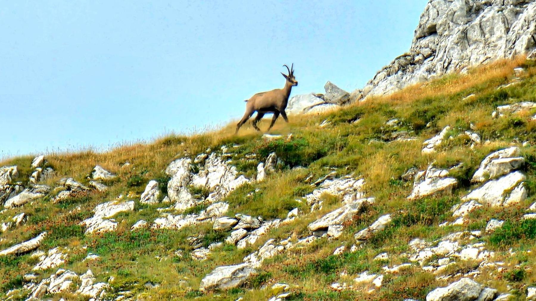 Magic Mountain Villa Žabljak Dış mekan fotoğraf